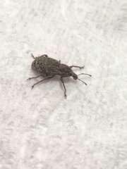 Dyslobus granicollis