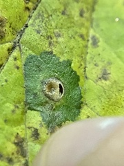 Pachypsylla celtidisasterisca