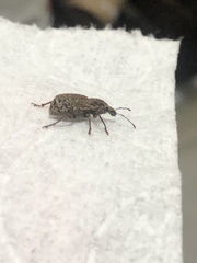 Dyslobus granicollis