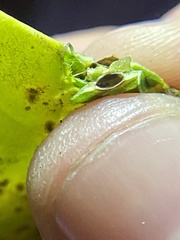 Pachypsylla celtidisasterisca