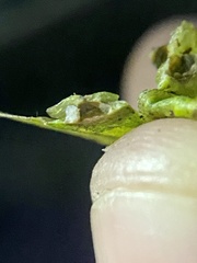 Pachypsylla celtidisasterisca