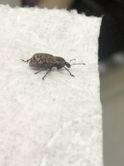 Dyslobus granicollis