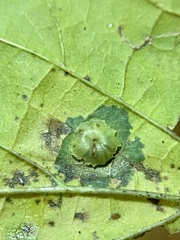 Pachypsylla celtidisasterisca