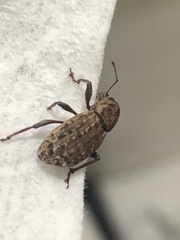 Dyslobus granicollis