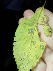 Pachypsylla celtidisasterisca