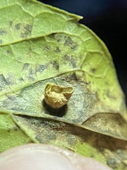 Pachypsylla celtidisasterisca