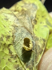 Pachypsylla celtidisasterisca