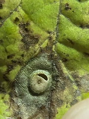 Pachypsylla celtidisasterisca