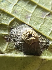 Pachypsylla celtidisasterisca