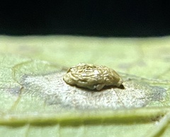 Pachypsylla celtidisasterisca