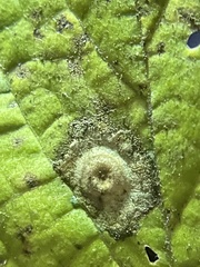 Pachypsylla celtidisasterisca