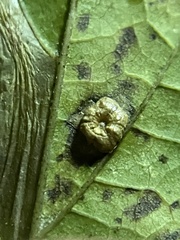 Pachypsylla celtidisasterisca