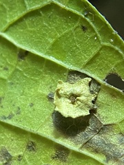 Pachypsylla celtidisasterisca