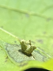 Pachypsylla celtidisasterisca