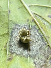 Pachypsylla celtidisasterisca