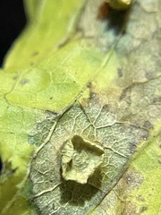 Pachypsylla celtidisasterisca