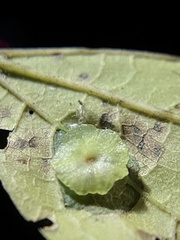 Pachypsylla celtidisasterisca