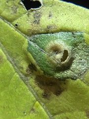 Pachypsylla celtidisasterisca