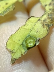 Pachypsylla celtidisasterisca