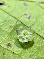 Pachypsylla celtidisasterisca