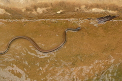 Xenochrophis vittatus