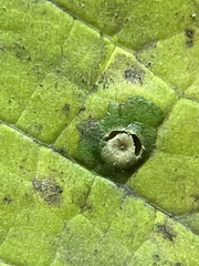 Pachypsylla celtidisasterisca