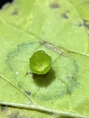 Pachypsylla celtidisasterisca