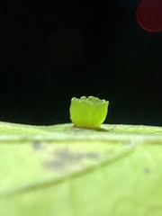 Pachypsylla celtidisasterisca