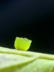 Pachypsylla celtidisasterisca