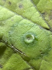 Pachypsylla celtidisasterisca