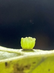 Pachypsylla celtidisasterisca