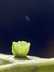 Pachypsylla celtidisasterisca