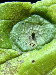 Pachypsylla celtidisumbilicus