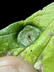 Pachypsylla celtidisumbilicus