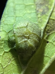 Pachypsylla celtidisumbilicus