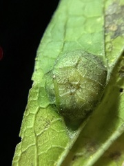 Pachypsylla celtidisumbilicus