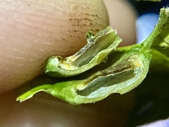 Pachypsylla celtidisumbilicus