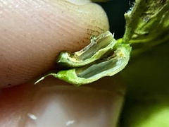 Pachypsylla celtidisumbilicus