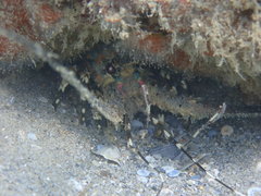 Panulirus ornatus