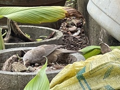 Argya affinis