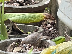 Argya affinis