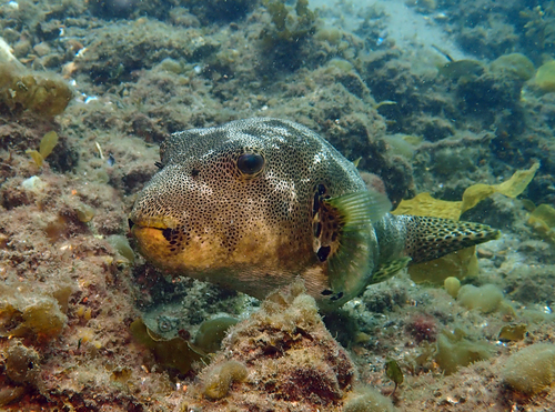 Black-lined pufferfish (Arothron stellatus) — Tetraodontidae — 5