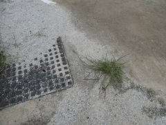 Dichanthium caricosum