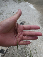 Dichanthium caricosum