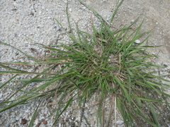 Dichanthium caricosum