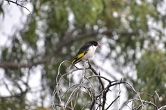 Grantiella picta