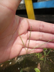 Digitaria didactyla