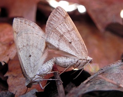 Lomographa semiclarata