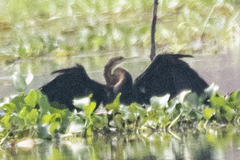 Anhinga melanogaster