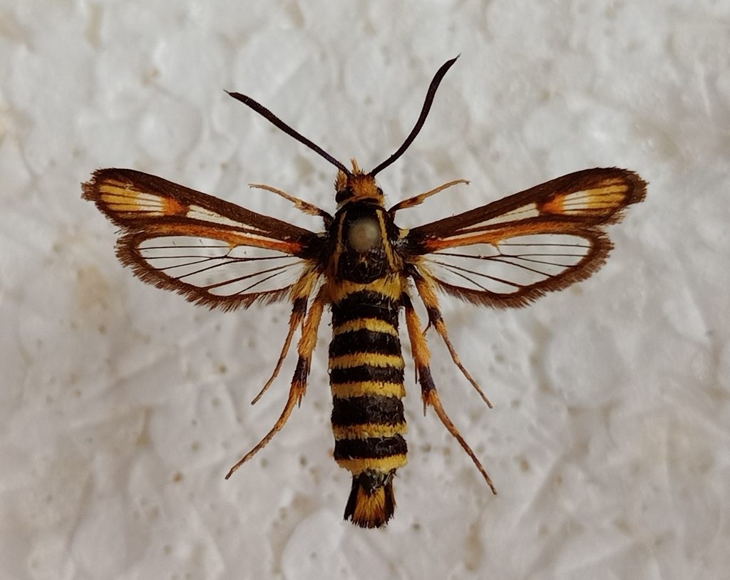 Bembecia albanensis